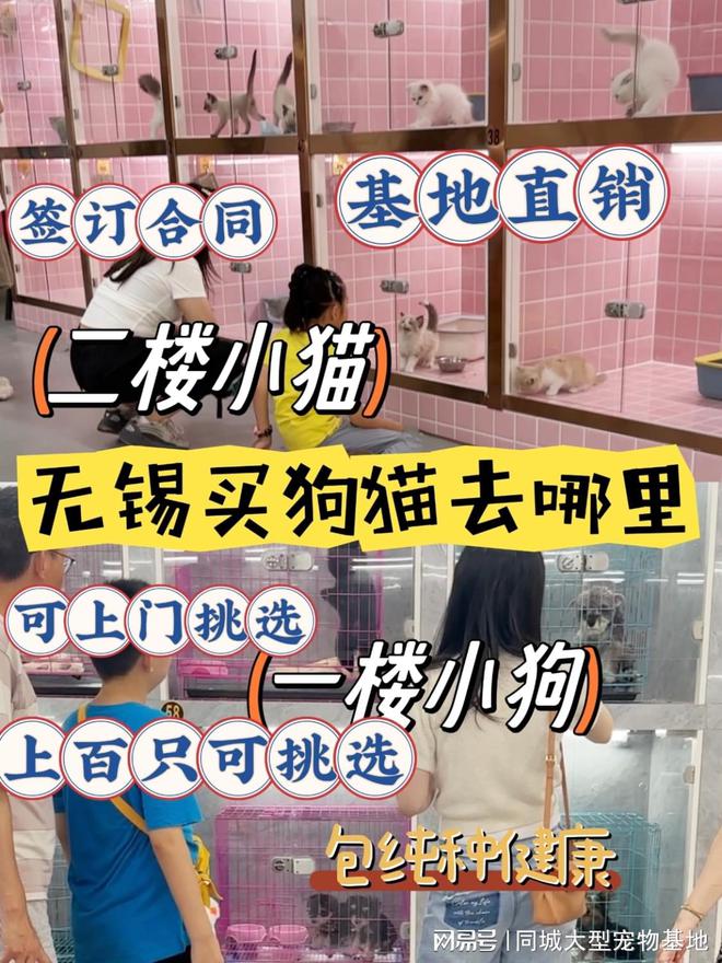 的英短蓝金猫这里的英短蓝金猫品质优良！龙8游戏国际登录无锡哪可以买到品相好