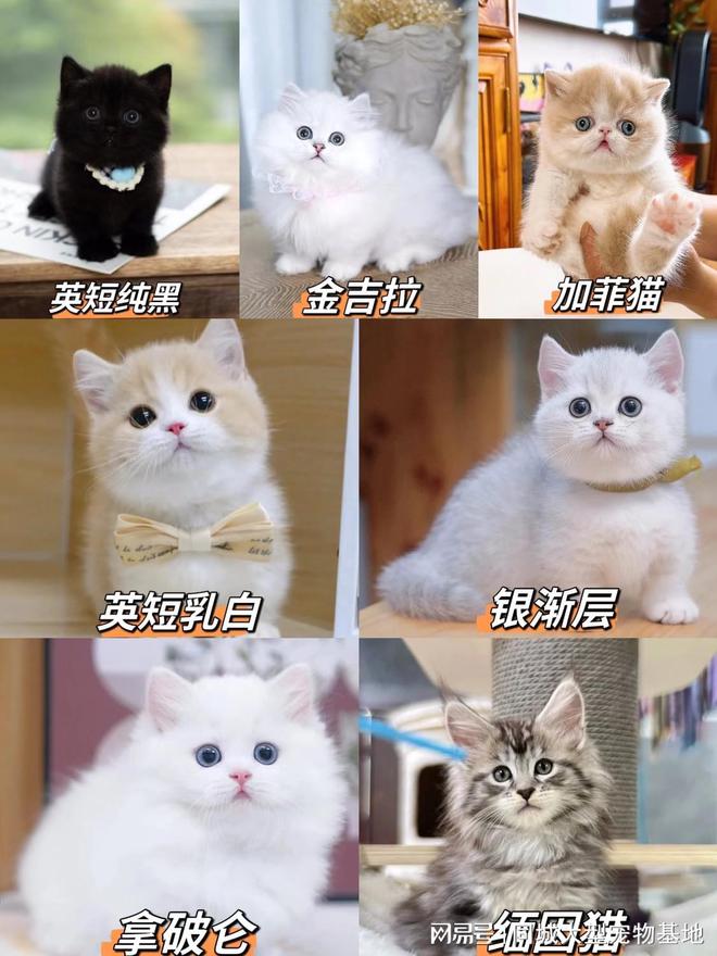 的英短蓝金猫这里的英短蓝金猫品质优良！龙8游戏国际登录无锡哪可以买到品相好(图4)